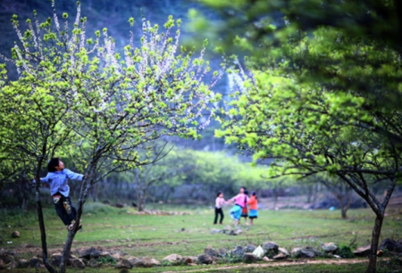 chương trình HÀ NỘI - MAI CHÂU - MỘC CHÂU MÙA QUẢ CHÍN - 2 NGÀY 1 ĐÊM