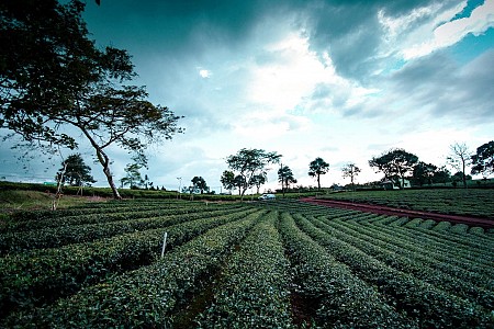 Chương trình Mộc Châu Tà Xùa