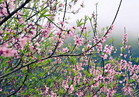 chương trình Hà Nội - Mai Châu - Mộc Châu Tết Âm Lịch 2025