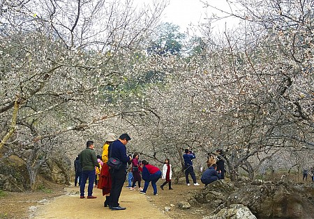 chương trình Hà Nội - Mai Châu - Mộc Châu Tết Âm Lịch 2025