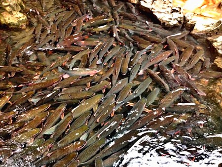 HÀ NỘI - MAI CHÂU - PÙ LUÔNG - SUỐI CÁ THẦN HÀ NỘI - MAI CHÂU - PÙ LUÔNG - SUỐI CÁ THẦN