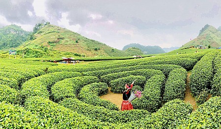 HN - Mộc Châu - Sơn La - Điện Biên Tết Âm Lịch 2025