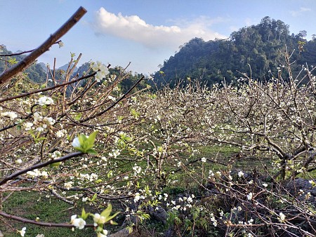 HN - Mộc Châu - Sơn La - Điện Biên Tết Âm Lịch 2025