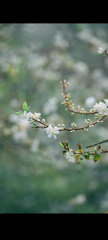 HN - Mộc Châu - Sơn La - Điện Biên Tết Âm Lịch 2025