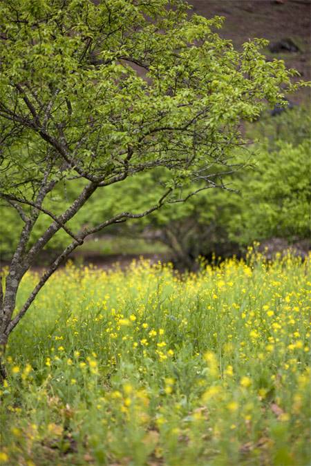 Chương trình Trăng Mật Mộc Châu 3 Ngày 2 Đêm