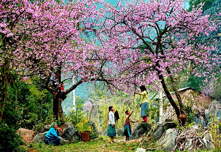 chương trình Du Xuân Hà Nội - Mộc Châu - Sơn La - Điện Biên - Sin Suối Hồ Lai Châu  - Sapa Tết Âm Lịch 2025