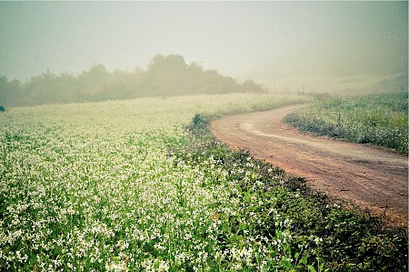 chương trình Du Xuân Hà Nội - Mộc Châu - Sơn La - Điện Biên - Sin Suối Hồ Lai Châu  - Sapa Tết Âm Lịch 2025