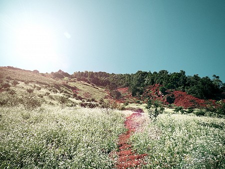 chương trình Du Xuân Hà Nội - Mộc Châu - Sơn La - Điện Biên - Sin Suối Hồ Lai Châu  - Sapa Tết Âm Lịch 2025
