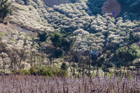 Hà Nội - Mai Châu - Mộc Châu | Mùa Hoa Mơ Hoa Mận Tết Âm Lịch