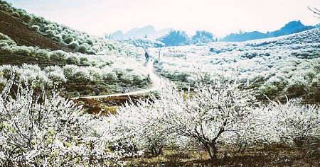 Hà Nội - Mai Châu - Mộc Châu | Mùa Hoa Mơ Hoa Mận Tết Âm Lịch