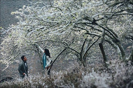 Hà Nội - Mai Châu - Mộc Châu | Mùa Hoa Mơ Hoa Mận Tết Âm Lịch
