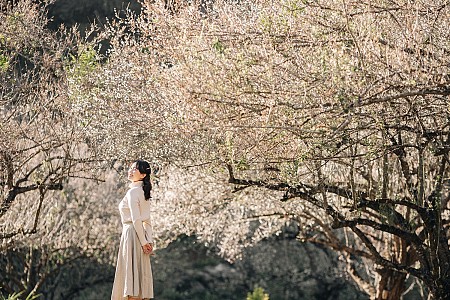 chương trình HÀ NỘI - MAI CHÂU - MỘC CHÂU Giảm Giá Dịp TẾT DƯƠNG LỊCH