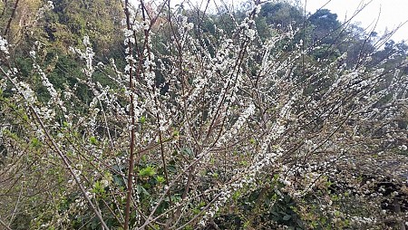 Hành trình Tết Âm Lịch 2025 : Mộc Châu - Sơn La - Điện Biên