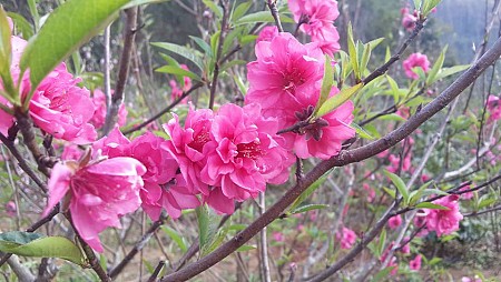 Hành trình Tết Âm Lịch 2025 : Mộc Châu - Sơn La - Điện Biên