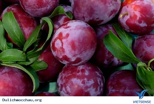 Đến Mộc Châu Tháng 5 - Đắm Mình Trong Vườn Mận Chín - Ảnh 3 Đến Mộc Châu Tháng 5 - Đắm Mình Trong Vườn Mận Chín - Ảnh 3