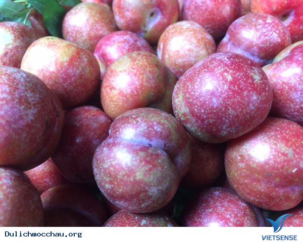 Đến Mộc Châu Tháng 5 - Đắm Mình Trong Vườn Mận Chín - Ảnh 2 Đến Mộc Châu Tháng 5 - Đắm Mình Trong Vườn Mận Chín - Ảnh 2