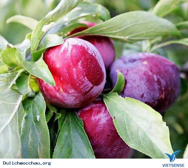 Đến Mộc Châu Tháng 5 - Đắm Mình Trong Vườn Mận Chín - Ảnh 1 Đến Mộc Châu Tháng 5 - Đắm Mình Trong Vườn Mận Chín - Ảnh 1