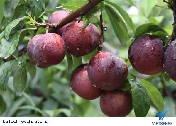 Đến Mộc Châu Tháng 5 - Đắm Mình Trong Vườn Mận Chín - Ảnh 5 Đến Mộc Châu Tháng 5 - Đắm Mình Trong Vườn Mận Chín - Ảnh 5