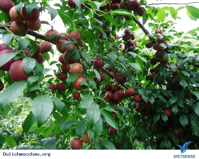 Đến Mộc Châu Tháng 5 - Đắm Mình Trong Vườn Mận Chín - Ảnh 6 Đến Mộc Châu Tháng 5 - Đắm Mình Trong Vườn Mận Chín - Ảnh 6