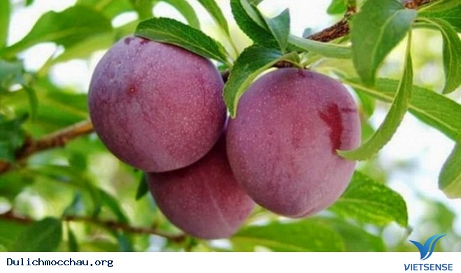 Đến Mộc Châu Tháng 5 - Đắm Mình Trong Vườn Mận Chín - Ảnh 4 Đến Mộc Châu Tháng 5 - Đắm Mình Trong Vườn Mận Chín - Ảnh 4