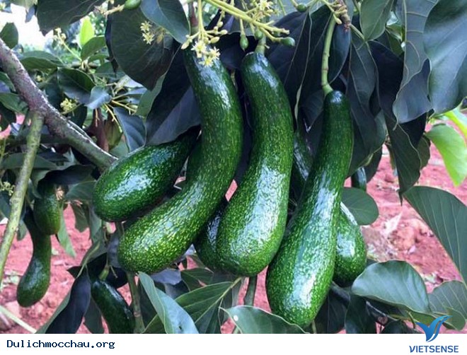 Hè Về Rủ Nhau hành trình Mộc Châu Hái Bơ - Ảnh 5