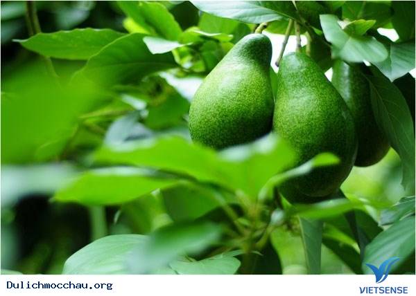 Hè Về Rủ Nhau hành trình Mộc Châu Hái Bơ - Ảnh 4