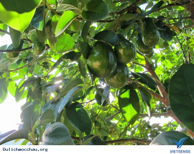 Hè Về Rủ Nhau hành trình Mộc Châu Hái Bơ - Ảnh 2