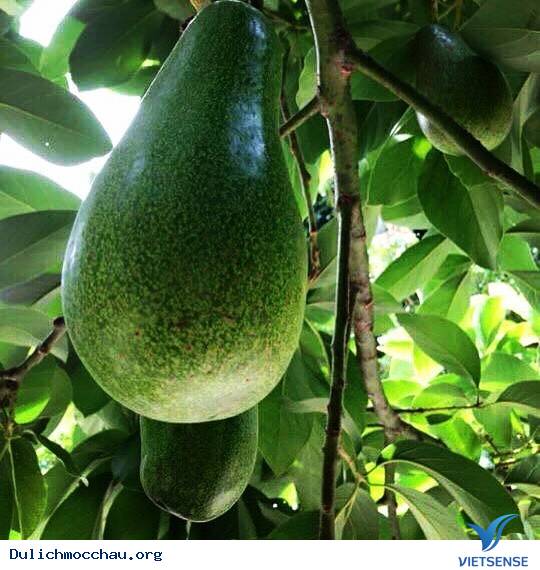 Hè Về Rủ Nhau hành trình Mộc Châu Hái Bơ - Ảnh 6