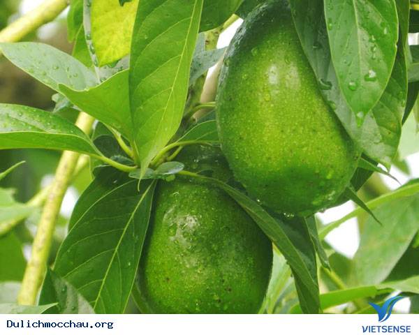 Hè Về Rủ Nhau hành trình Mộc Châu Hái Bơ - Ảnh 3