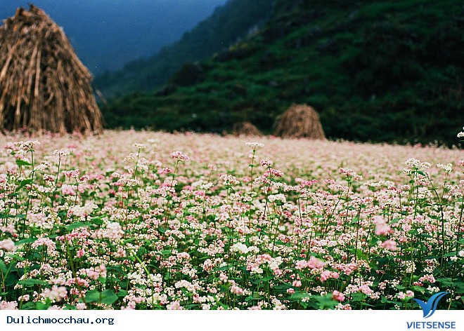 Hoa tam giác mạch Hoa tam giác mạch