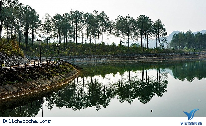 Rừng thông bản Áng Rừng thông bản Áng