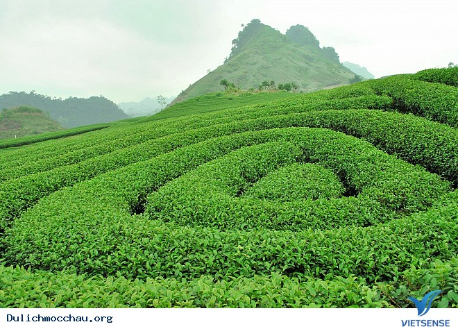 Đồi chè trái tim Đồi chè trái tim