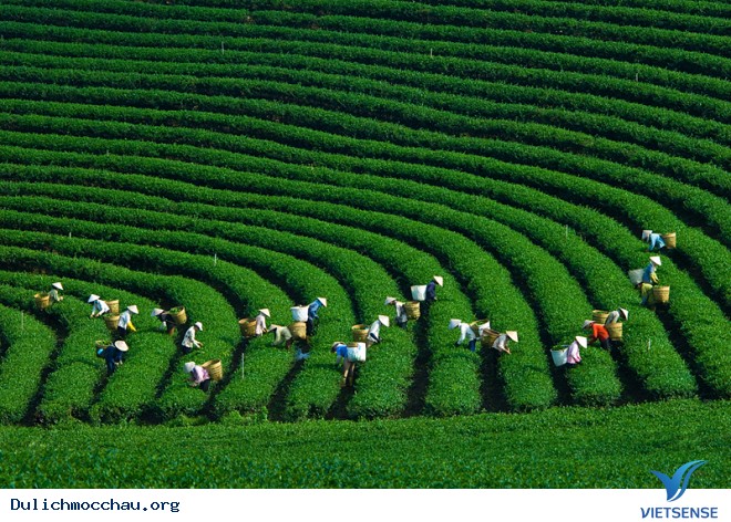 Mộc Châu- điểm thăm quan Tránh Nóng Lí Tưởng Hè Này - Ảnh 1