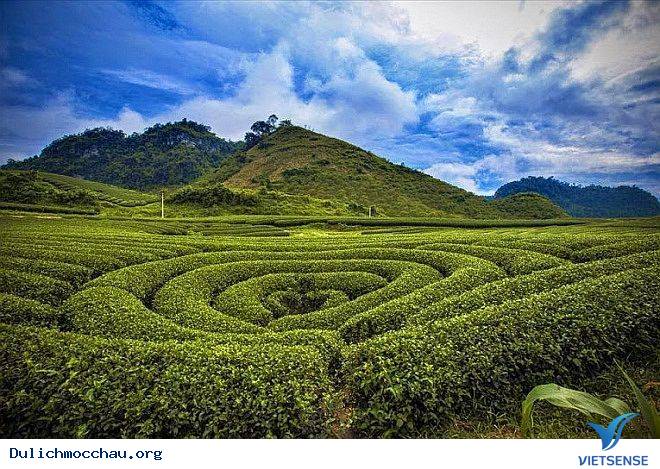Phát Triển Đồi Chè Gắn Với hành trình Trên Cao Nguyên Mộc Châu - Ảnh 2