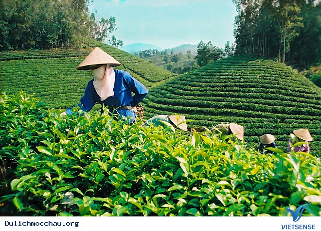 Phát Triển Đồi Chè Gắn Với hành trình Trên Cao Nguyên Mộc Châu - Ảnh 1