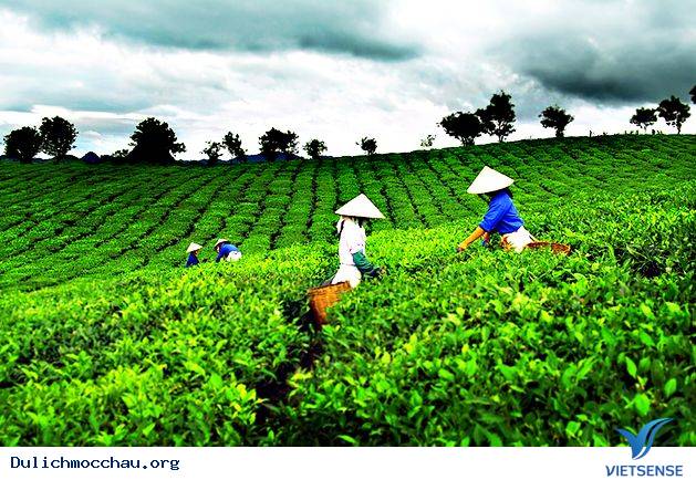 Phát Triển Đồi Chè Gắn Với hành trình Trên Cao Nguyên Mộc Châu - Ảnh 4