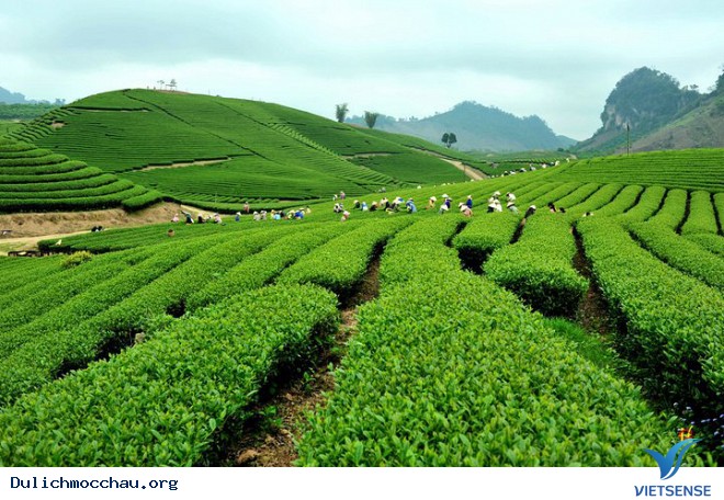 Phát Triển Đồi Chè Gắn Với hành trình Trên Cao Nguyên Mộc Châu - Ảnh 5