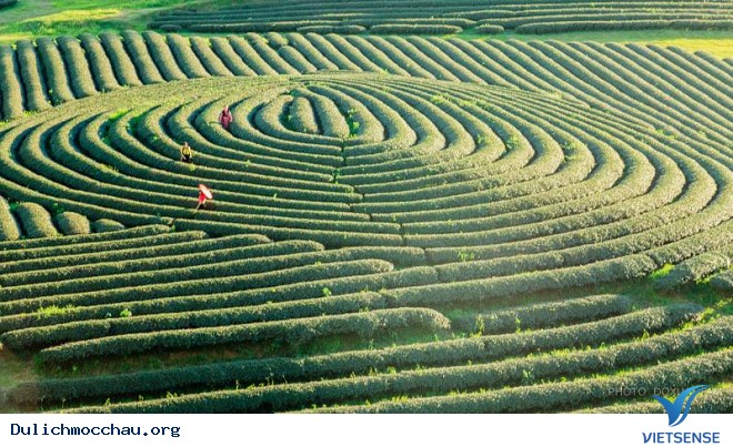 Phát Triển Đồi Chè Gắn Với hành trình Trên Cao Nguyên Mộc Châu - Ảnh 3