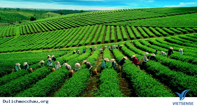 Trải Nghiệm hành trình Nông Nghiệp Ở Mộc Châu - Ảnh 5 Trải Nghiệm hành trình Nông Nghiệp Ở Mộc Châu - Ảnh 5