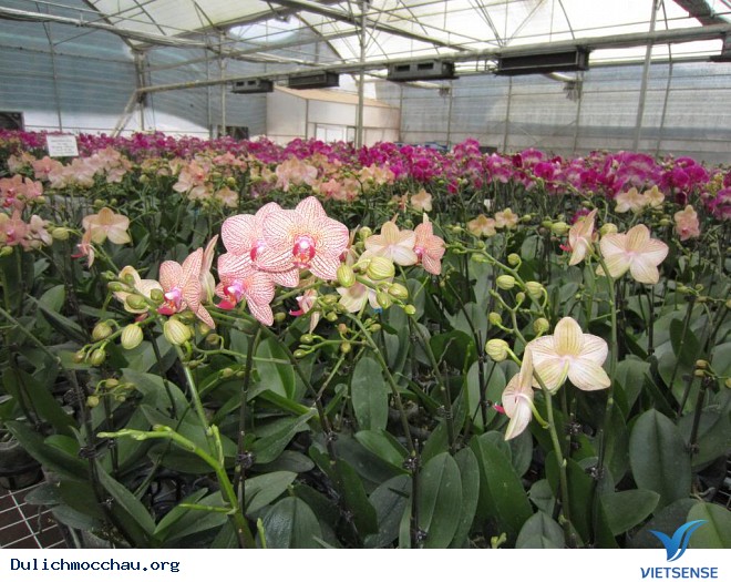 Trải Nghiệm hành trình Nông Nghiệp Ở Mộc Châu - Ảnh 6 Trải Nghiệm hành trình Nông Nghiệp Ở Mộc Châu - Ảnh 6