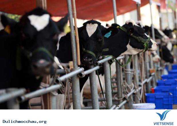 Trải Nghiệm hành trình Nông Nghiệp Ở Mộc Châu - Ảnh 2 Trải Nghiệm hành trình Nông Nghiệp Ở Mộc Châu - Ảnh 2