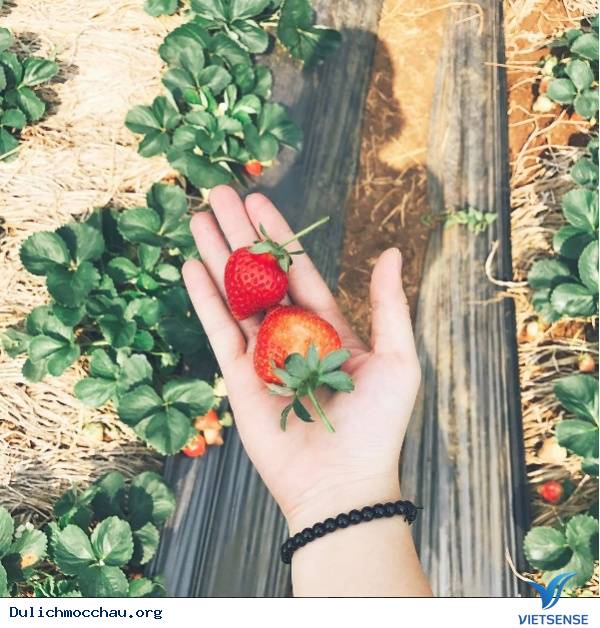 Trải Nghiệm hành trình Nông Nghiệp Ở Mộc Châu - Ảnh 3 Trải Nghiệm hành trình Nông Nghiệp Ở Mộc Châu - Ảnh 3