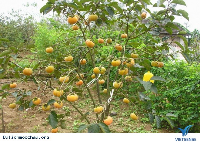 Trải Nghiệm Mùa Hè Cho Bé Trên Cao Nguyên Mộc Châu - Ảnh 7