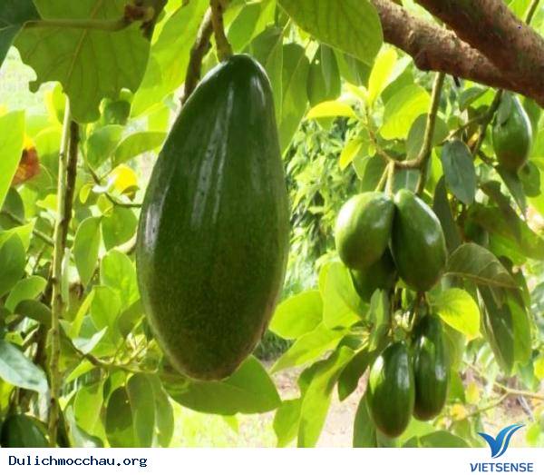 Trải Nghiệm Mùa Hè Cho Bé Trên Cao Nguyên Mộc Châu - Ảnh 5