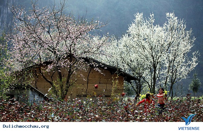Bản Tà Phình – dư vị yên bình của Mộc Châu - Ảnh 2 Bản Tà Phình – dư vị yên bình của Mộc Châu - Ảnh 2