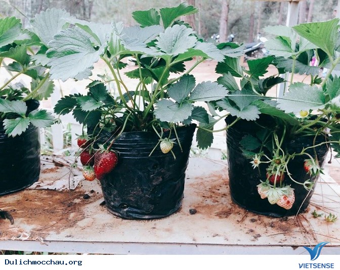 Những hình ảnh về Chimi Farm - Ảnh 5 Những hình ảnh về Chimi Farm - Ảnh 5