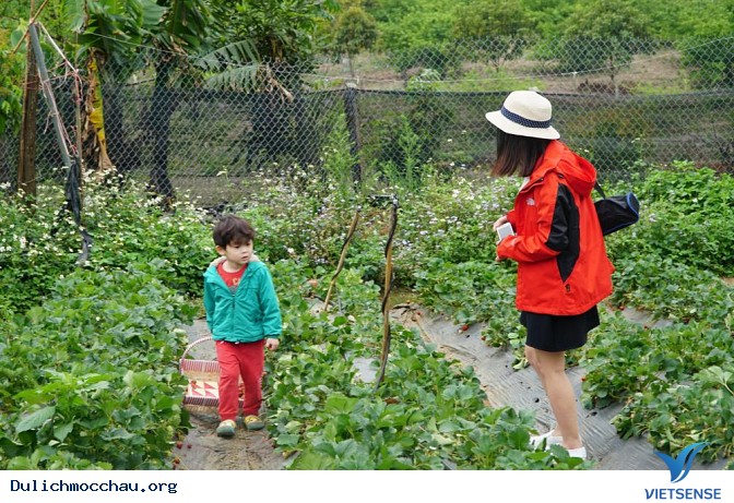 Hái dâu, hái dâu nào ! Hái dâu, hái dâu nào !