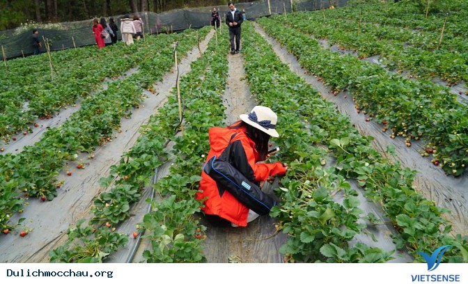 Những hình ảnh về Chimi Farm - Ảnh 6 Những hình ảnh về Chimi Farm - Ảnh 6