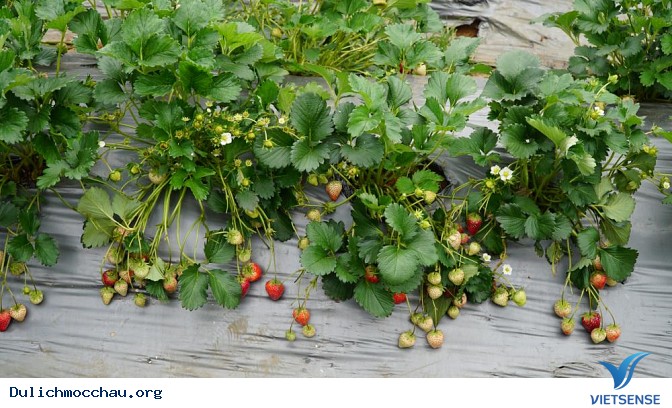 Giá vé tham quan ? Giá vé tham quan ?