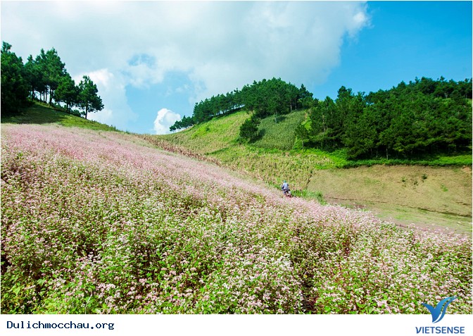 Tết độc lập người Mông - Mộc Châu có gì hấp dẫn - Ảnh 8 Tết độc lập người Mông - Mộc Châu có gì hấp dẫn - Ảnh 8
